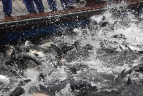 长江十年禁渔期到现在效果如何了？是否真的起到保护作用了？ 第2张