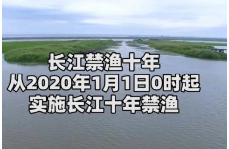 继长江以后黄河也开始了3年时间的禁渔期！ 第1张